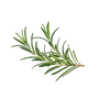 Rosemary Oil