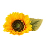 Sunflower Seeds Extract