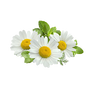 Chamomile